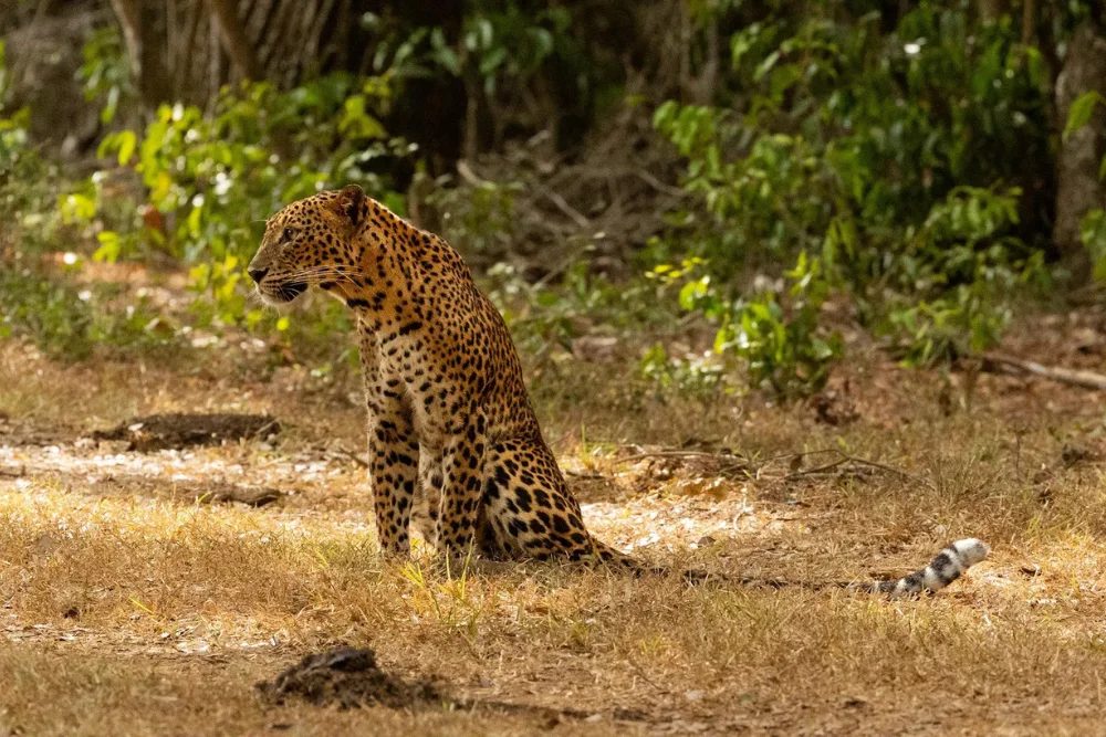 Sri-Lankan-leopard-Panthera-pardus-kotiya