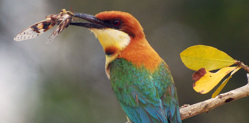 bee-eaters-wilpattu-national-park