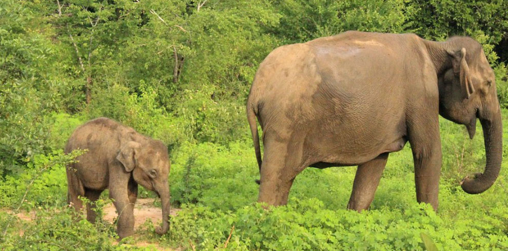 calf-and-elephant-mom-at-minneriya-min