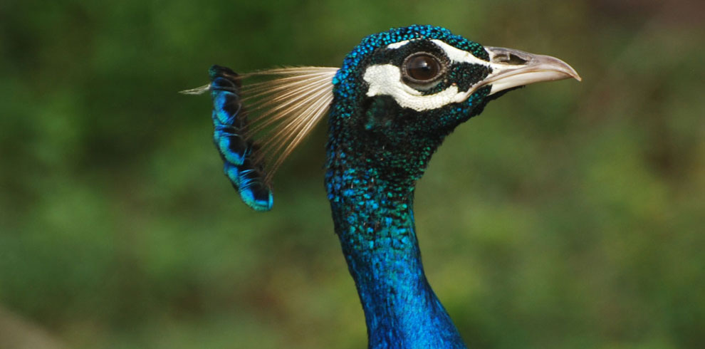 peacocks-wilpattu