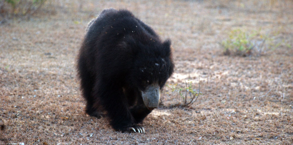 sloth-bear-at-wilpattu