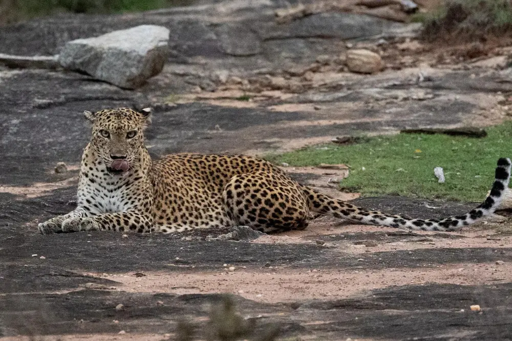 sri-lanka-photo-safari-yala-leopard