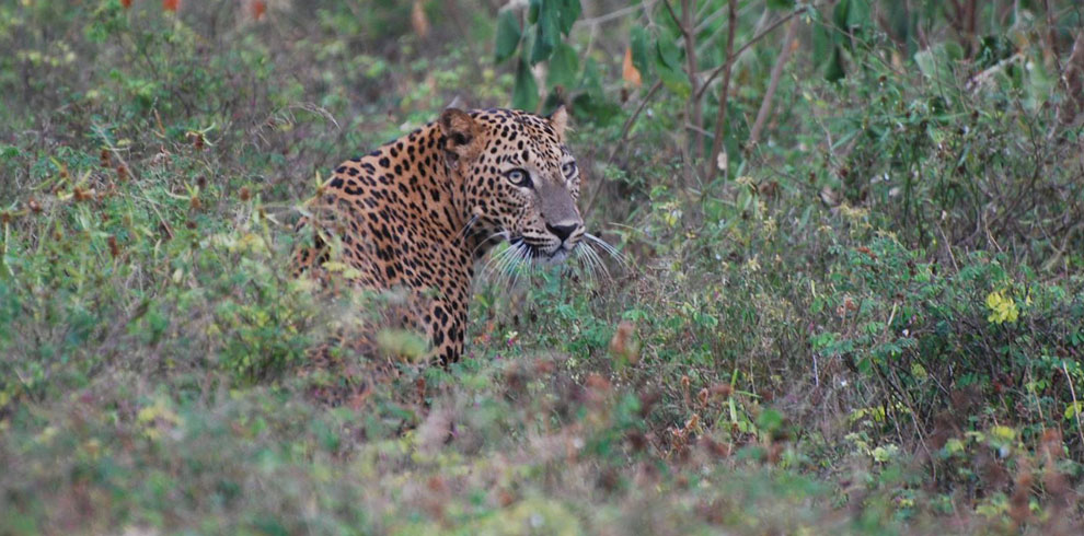 udawalawe-leopard-min