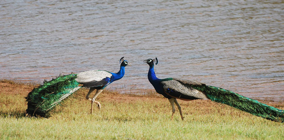 udawalawe-peacocks-min