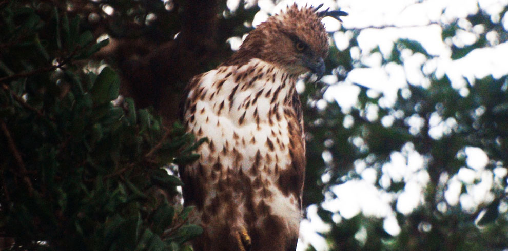 wilpattu-owl